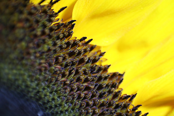 Image showing Sunflower Macro