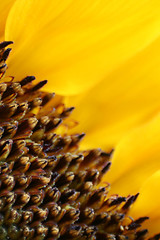 Image showing Sunflower Macro