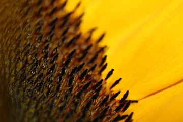Image showing Sunflower Macro