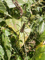 Image showing Spider With Its Baby