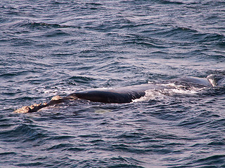 Image showing Southern Right Whale Close Up