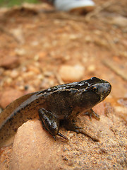 Image showing tadpole closeup