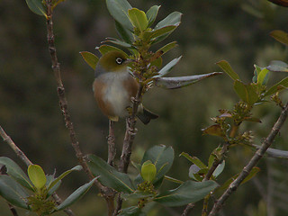 Image showing Silver Eye On Tree