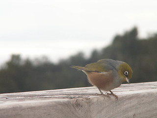 Image showing Silver Eye Looking Down