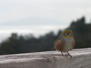 Image showing Silver Eye Looking At Camera