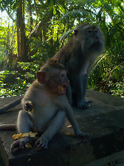 Image showing Shocked Monkey