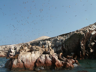 Image showing Sea Lions And Birds