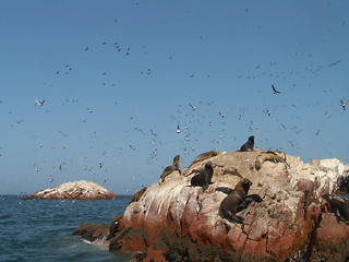 Image showing Sea Lions And Birds