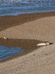 Image showing Sea Gull And Sea Lion On Beach