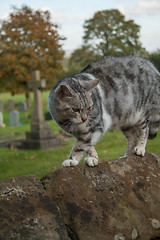 Image showing Scared Cat On A Wall