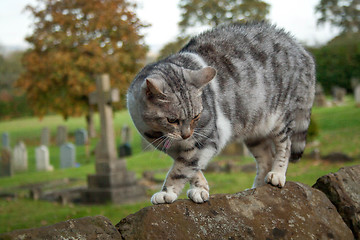 Image showing Scared Cat On A Wall