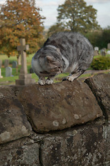 Image showing Scared Cat On A Wall