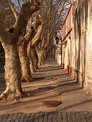 Image showing Row Of Trees On Street