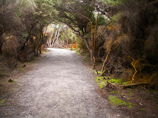 Image showing Rotorua Stained Trees