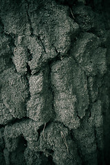 Image showing Robust Tree Texture