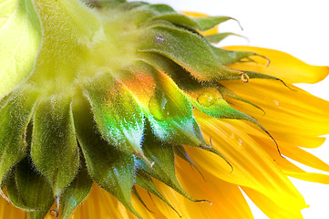 Image showing sunflower