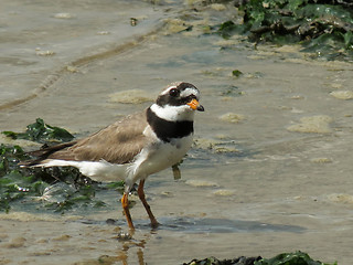 Image showing Ringed Plover On A Beach