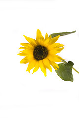 Image showing sunflower