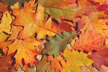 Image showing Leaves