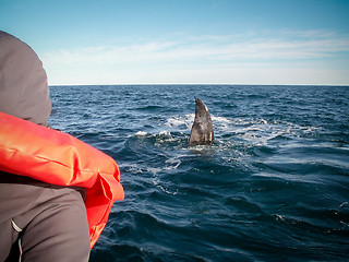 Image showing Right Whale Watcher