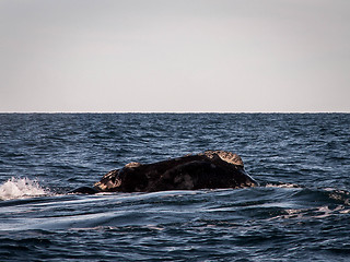 Image showing Right Whale Up Close