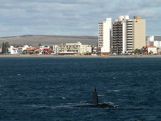 Image showing Right Whale Turn