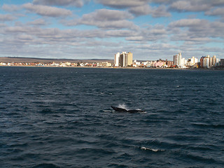 Image showing Right Whale Tail