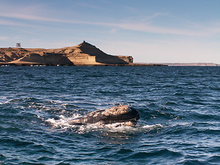 Image showing Right Whale Surfacing