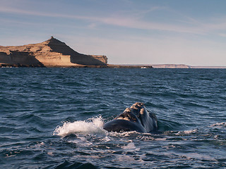 Image showing Right Whale Surfacing