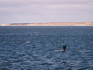 Image showing Right Whale Surfacing With Fins