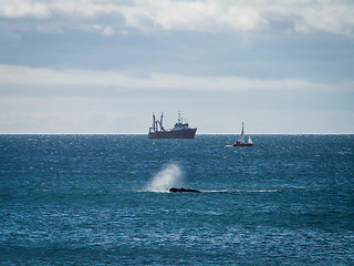 Image showing Right Whale Surfacing Spray And Ship