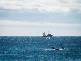 Image showing Right Whale Surfacing And Ship