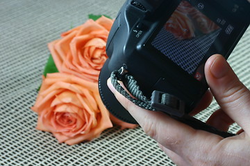 Image showing Photographer working – shooting the rose