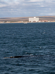 Image showing Right Whale Puerto Madryn