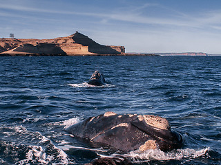 Image showing Right Whale Of A Time