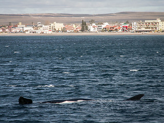 Image showing Right Whale Length