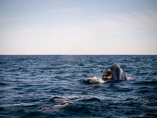 Image showing Right Whale From Behind