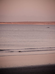 Image showing Right Whale From Beach