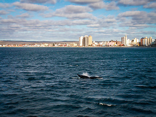 Image showing Right Whale Fin At Puerto Madryn