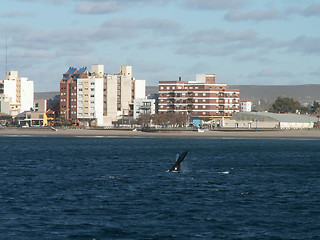 Image showing Right Whale Dive