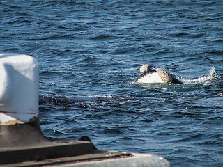 Image showing Right Whale By Pier