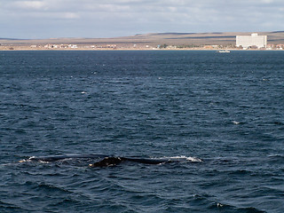 Image showing Right Whale At Puerto Madryn