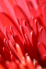 Image showing Red Petals Macro