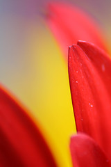 Image showing Red Gerbera Daisy Macro