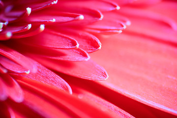 Image showing Red Gerbera Daisy Macro