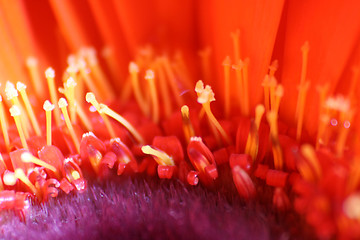 Image showing Red Gerbera Daisy Macro