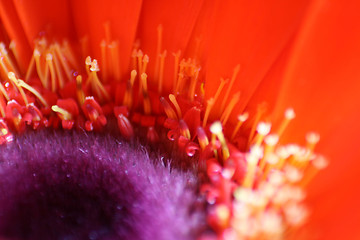 Image showing Red Gerbera Daisy Macro