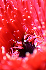 Image showing Red Gerbera Daisy Macro