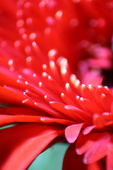 Image showing Red Gerbera Daisy Macro
