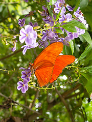 Image showing Red Butterfly On Purple Flower